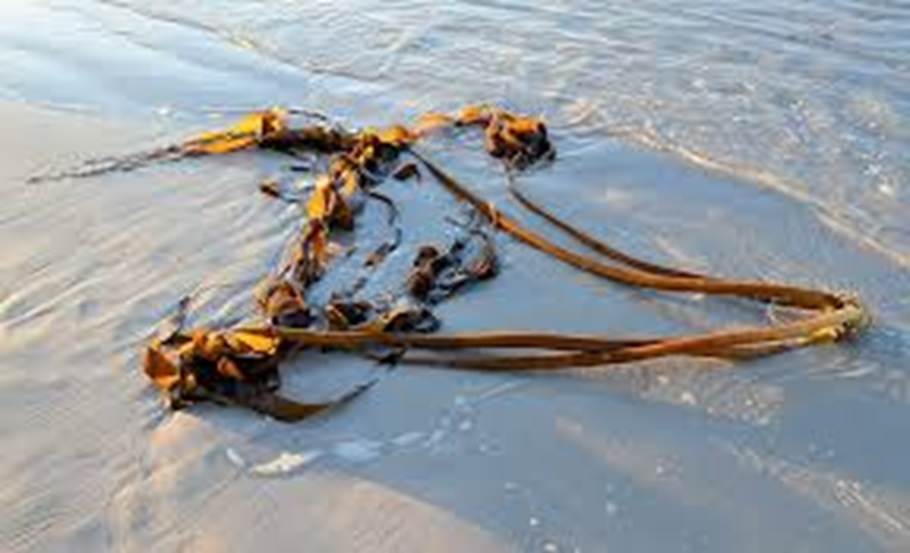 Dry Beach Cast Kelp